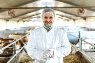 Attractive smiling caucasian unshaven veterinarian in uniform, with gloves and hairnet standing in stable and looking ar camera. In background are calves and cows. clipart