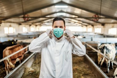 Young Caucasian veterinarian in protective uniform standing in barn and putting on protective mask on face. clipart