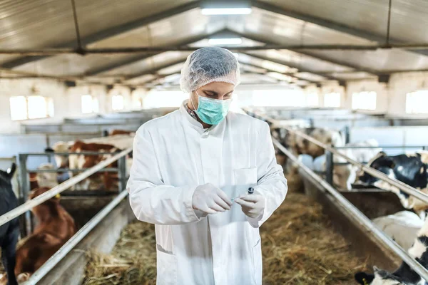 Veterinário Caucasiano Uniforme Proteção Preparando Para Dar Tiro Bezerro Doente — Fotografia de Stock