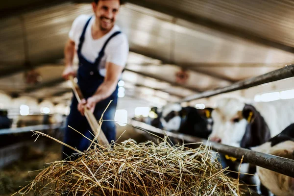 Primer Plano Granjero Caucásico Guapo General Alimentación Terneros Con Heno — Foto de Stock