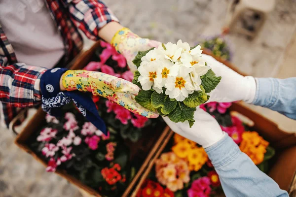 Vue Aérienne Deux Jardiniers Amoureux Tenant Pot Avec Des Fleurs — Photo