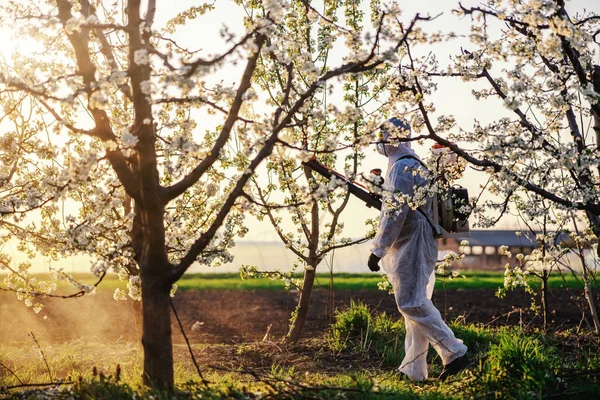 Man in protective suit and mask walking trough orchard with pollinator machine on his backs.