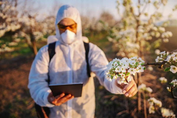 Fruit grower in protective uniform, mask and pollinator machine on his backs using tablet while standing in orchard and checking on fruit blossom. Selective focus on flowers.