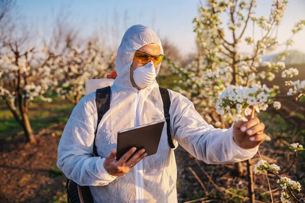 Fruit grower in protective uniform, mask and pollinator machine on his backs using tablet while standing in orchard and checking on fruit blossom.