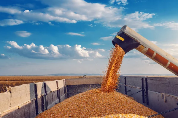 Machine Separating Corn Grains Working Field Filling Tractor Trailer Corn — Stock Photo, Image