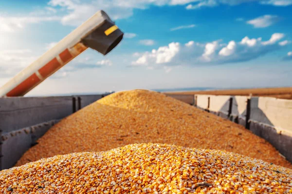 Machine Voor Het Scheiden Van Maïskorrels Werken Het Veld Het — Stockfoto