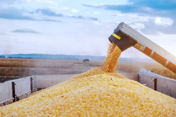 Maschine Zum Trennen Von Maiskörnern Bei Der Feldarbeit Und Füllen — Stockfoto
