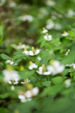 houttuynia cordata çiçek