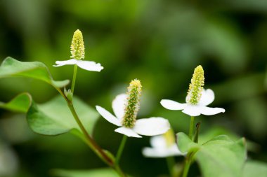 houttuynia cordata çiçek
