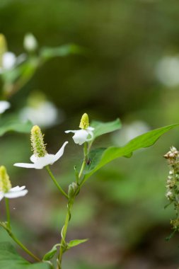 houttuynia cordata çiçek
