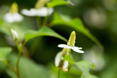 houttuynia cordata çiçek