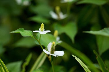 houttuynia cordata çiçek