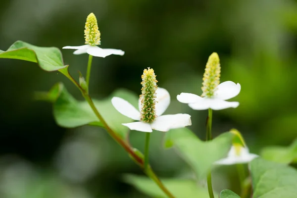 Bunga cordata Houttuynia Stok Foto Bebas Royalti