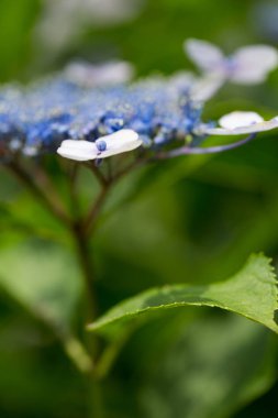 Bu ortanca güzel bir çiçektir