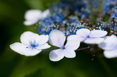 Bu ortanca güzel bir çiçektir