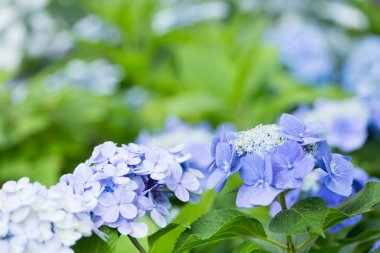 Bu ortanca güzel bir çiçektir