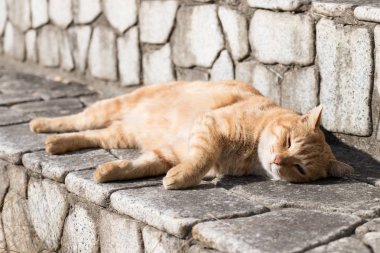 Kedi çok şirin hayvandır