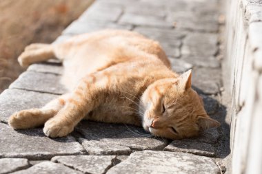 Kedi çok şirin hayvandır