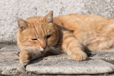 Kedi çok şirin hayvandır