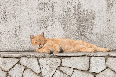 Kedi çok şirin hayvandır