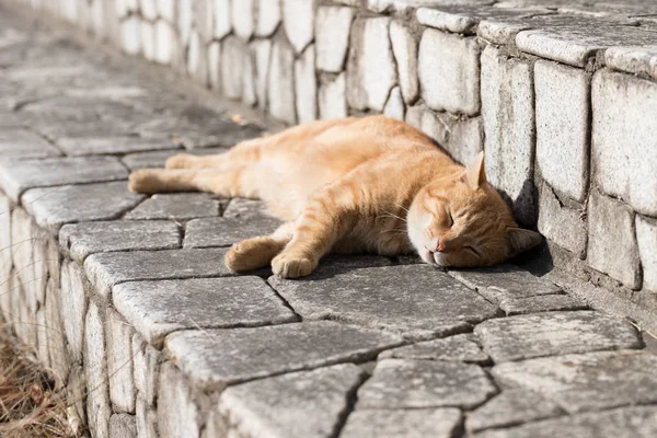 Chat Est Très Mignon Animal — Photo