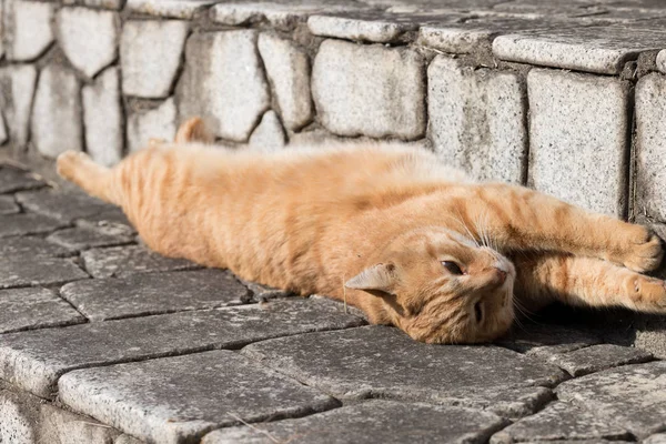 Chat Est Très Mignon Animal — Photo