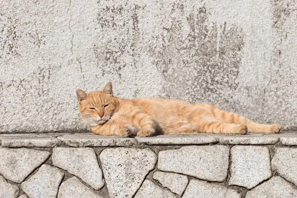 Kat Erg Schattig Dier — Stockfoto