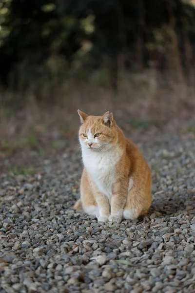 고양이 귀여운 — 스톡 사진