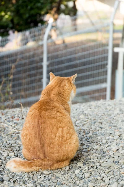 Verdwaalde Katten Zijn Heel Schattig — Stockfoto