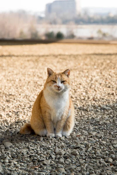 Les Chats Errants Sont Très Mignons — Photo