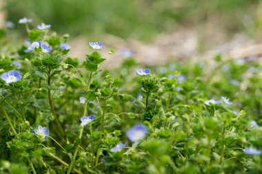Veronica persica çok güzel bir çiçektir.