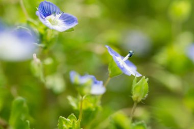 Veronica persica çok güzel bir çiçektir.