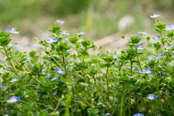 Veronica persica çok güzel bir çiçektir.