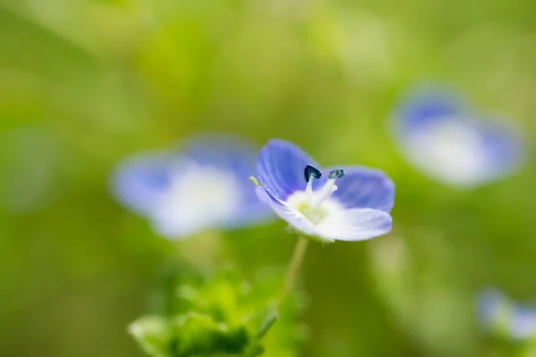 オオイヌノフグリはとても美しい花です — ストック写真