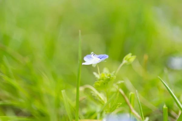 オオイヌノフグリはとても美しい花です — ストック写真