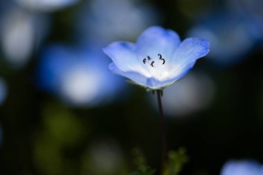 Nemophila bir bahar çiçektir