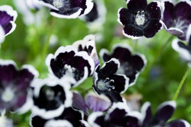 Nemophila bir bahar çiçektir