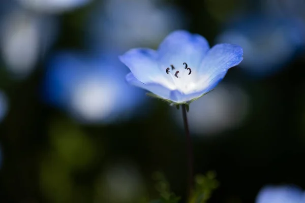 Nemophila Spring Flower — Stock Photo, Image