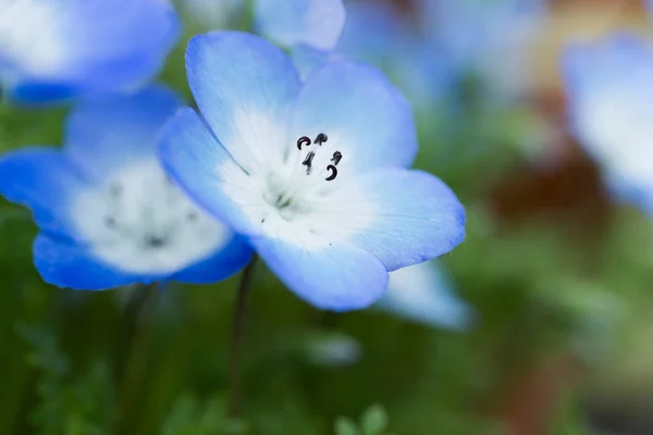 Nemophila Jest Wiosenny Kwiat — Zdjęcie stockowe