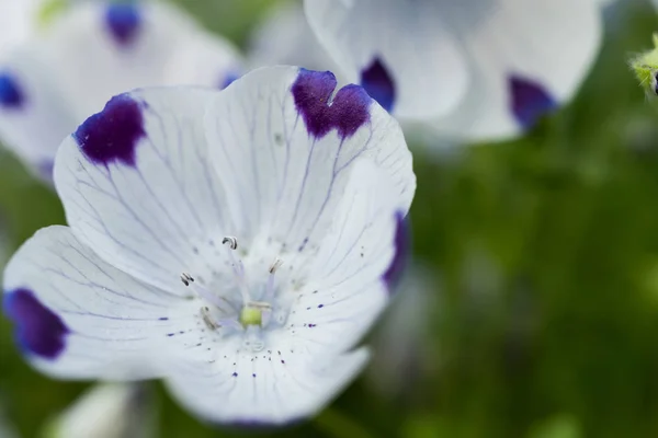 Nemophila Egy Tavaszi Virág — Stock Fotó