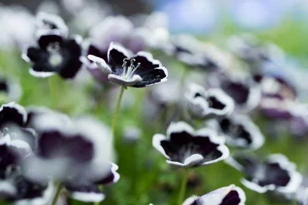 ネモフィラは春の花 — ストック写真