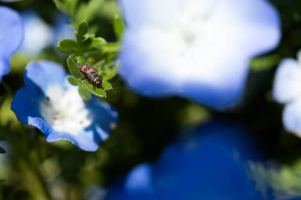ネモフィラは春の花 — ストック写真
