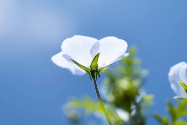 ネモフィラは春の花 — ストック写真