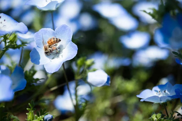 ネモフィラは春の花 — ストック写真