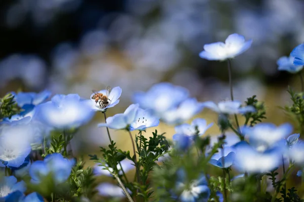 ネモフィラは春の花 — ストック写真