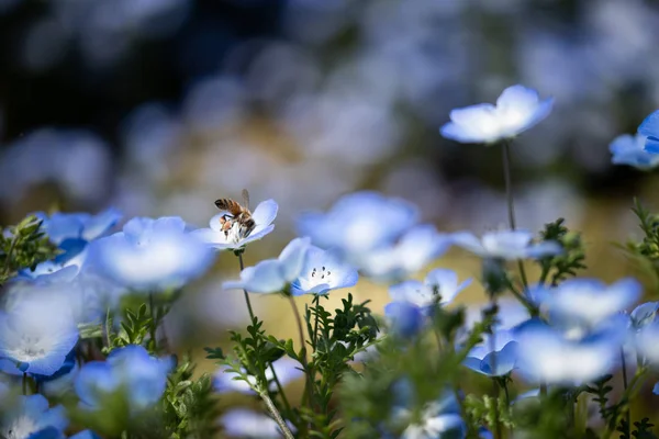 ネモフィラは春の花 — ストック写真