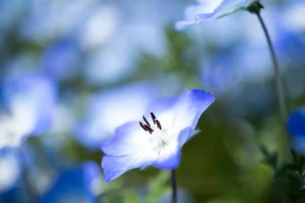 Nemophila 是一朵春天的花朵 — 图库照片