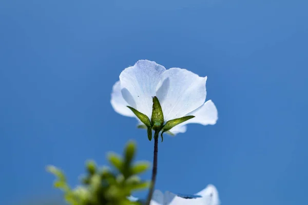 Nemophila Jarní Květina Stock Snímky