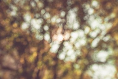 güneşli ormanda renkli ağaç dalları, sonbahar doğal bulanık arka plan