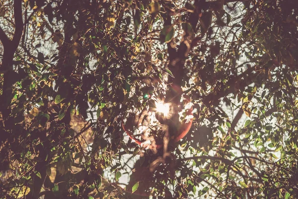 renkli ağaç dalları güneşli ormandaki sonbahar doğal arka plan